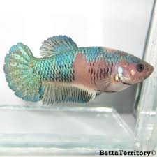 Common Betta Fish Diseases Betta Fish Tank Betta Aquarium Betta Fish