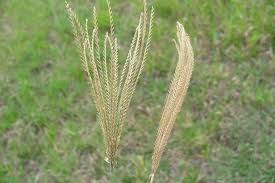 Image result for Chloris gayana