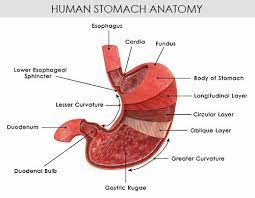 Understanding The Human Stomach Anatomy With Labeled Diagrams Anatomy Stomach Diagram Stomach