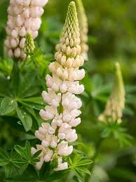 This will encourage a second flush of blooms later in the season. Lupinus Gallery White Lupine