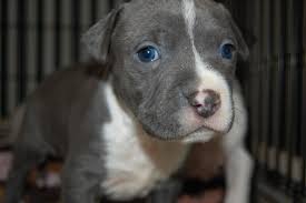 We did not find results for: Blue Eyes White Puppy Blue Eyes White Siberian Husky Novocom Top