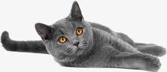 灰色的猫猫高清素材宠物猫灰色灰蓝色猫英短in 2021 cats animals owl