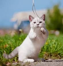 Beautiful fluffy munchkin kittens located in bertram, tx. Munchkin Kittens For Sale Adoptapet Com