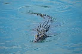 By Water And Air 41 Gorgeous Wild Images From The Kimberley In Australia In 2020 Beautiful Places To Visit Saltwater Crocodile Beautiful Places