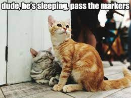 Sleepover Prank On Funny Cats And Dogs Cute Funny Animals Sleepover Pranks