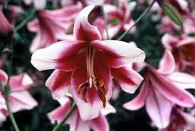 Free delivery for local online orders! Lovely Lilies For Pacific Northwest Gardens Portland Monthly