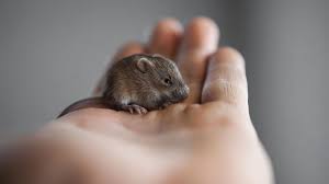 Maybe you would like to learn more about one of these? Self Domesticating Mice Suggest Some Animals Tamed Themselves Without Human Intervention Science Aaas
