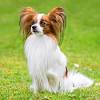 But not all adult chihuahuas are aggressive. 1