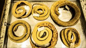 Brazil is a country with one of the most beautiful places in the world with thousands of tourists making their way here every year. Snake Island