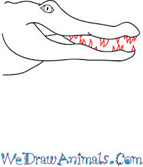 Drawing an alligator isn't a hard job. How To Draw An Alligator Face