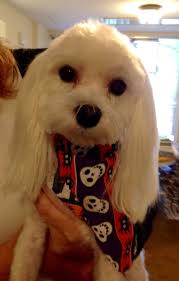 Maltese With Long Ears