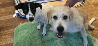 Adopt a loving pet from save a pet, inc. Save A Pet Animal Rescue Inc Crumbs And Manchitas