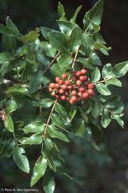 Image result for Zanthoxylum