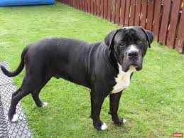 Bandogge Mastiff Cinsi Kopek Ozellikleri Ve Bakimi Kopek Turleri Kopek Kedi Kopek