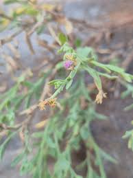 Image result for Litogyne gariepina