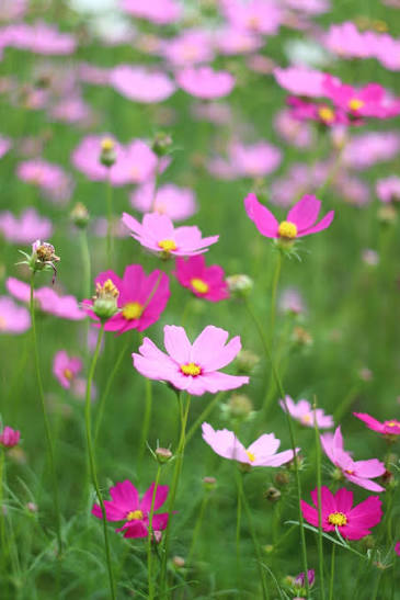 What your cosmos really need in April if you want that soft, romantic look  by July