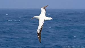 Another giant bird close to the record in this category is the andean condor, which is the closest relative for argentavis, reaching a wingspan of 3.2 meters (10.5 ft) and weighing about 15 kg (33 lb). The Albatross A Bird Built To Soar Conservation Dw 11 05 2018