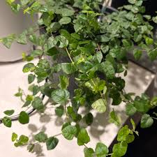 Image result for Ficus muelleriana