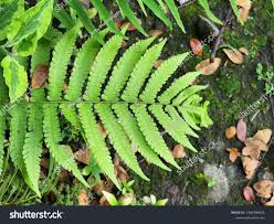 Image result for Pneumatopteris