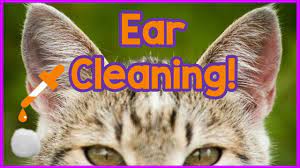 How To Clean Your Cats Ears Easy 3 Step Tutorial On Cleaning Cats Ears Products And How To Youtube