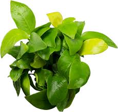 Image result for Astropanax barteri