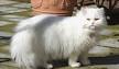 Top 10 Long-haired Cats - Animal Wised