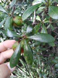 Image result for Diospyros lycioides