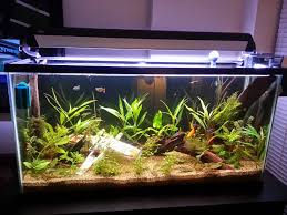Desktop Dagobah Aquarium Fish Tank Themes Fresh Water Fish Tank Fish Tank