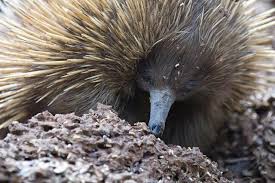 Short Beaked Echidna Eating Termites Mother Of All Monsters Drakaina Nah Echidna Wild Creatures Wiccan Moonsong