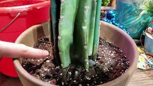 How to propagate cactus from cuttings: Potting Cactus Cuttings Cactus Soil Cactus Fertilizer Cereus Peruvianus Myrtillo Youtube