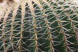 Great news!!!you're in the right place for cactus hook. Quills And Prickly Cactus Spines Of A Very Dangerous Succulent Stock Photo Picture And Royalty Free Image Image 20839901