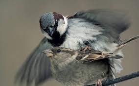 Um vögel zum brüten in den garten einzuladen, sind gute nistkästen, passend zur vogelart, nötig. Deutsche Wildtier Stiftung Spatz