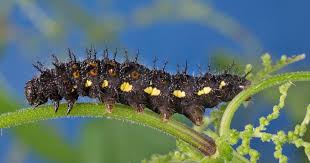 Die Wichtigsten Futterpflanzen Fur Schmetterlingsraupen Schmetterlingsraupen Schmetterlingsgarten Pflanzen