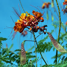 Image result for Caesalpinia