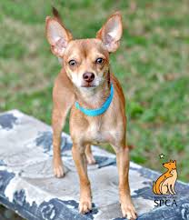 Sparda 1 Year Old Chihuahua Chihuahua Chihuahua Love Baby Chihuahua