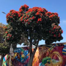 Image result for Eucalyptus ficifolia