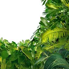 | this wooden walkway leads through the swamp to the suwanee river. It Is Possible To Grow Warm Weather Plants In Your North Florida Yard Emerald Coast Magazine