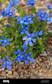 Image result for Gentianaceae