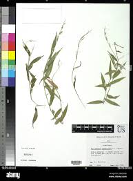 Image result for Oplismenus compositus