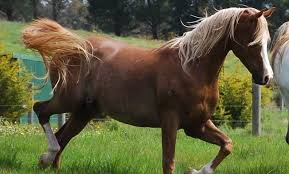 Si hay algo que nos preocupa a los padres cuando nace nuestro bebé son las vacunas infantiles. Vacunar Contra La Rinoneumonitis Equina Noti Caballos