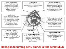 Tapi masturbasi tak boleh sembarangan, bagaimana caranya? Bahagian Faraj Yang Perlu Diuruti Zakar Ketika Bersetubuh Sifuli Terapi