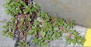 Purslane is an effective treatment for oral lichen planus. Purslane Permablitz Melbourne