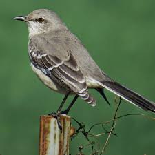 Birds Of Middle Tennessee Mockingbird Arkansas Florida Mississippi Tennessee Texas State Birds Birds Art