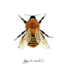 Image result for Bombus pascuorum