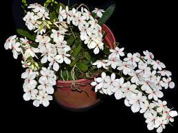 Image result for Aeranthes africana