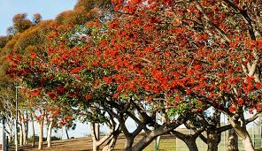 Celebrate and remember the lives we have lost in carrollton, texas. Ocean Warms Up Mexican Coral Trees Bloom Along The 94 San Diego Reader