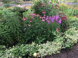 Echinacea An Unnamed Variety Liatris Gayfeather And Two Species Of Monarda Bee Balm Thus The Varying Heights This Combinati Perennials Bee Balm Liatris