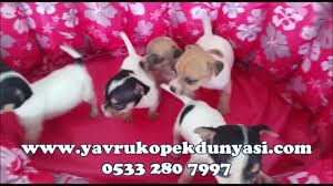 Jack Russell Home Facebook