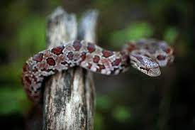Lampropeltis Calligaster Prairie Kingsnake Prairie King Snake Kingsnakes Snakes Of Kansas Ks Snakes Kyle Fin Reptiles And Amphibians Poison Dart Frogs Reptiles