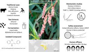 Image result for Persicaria senegalensis